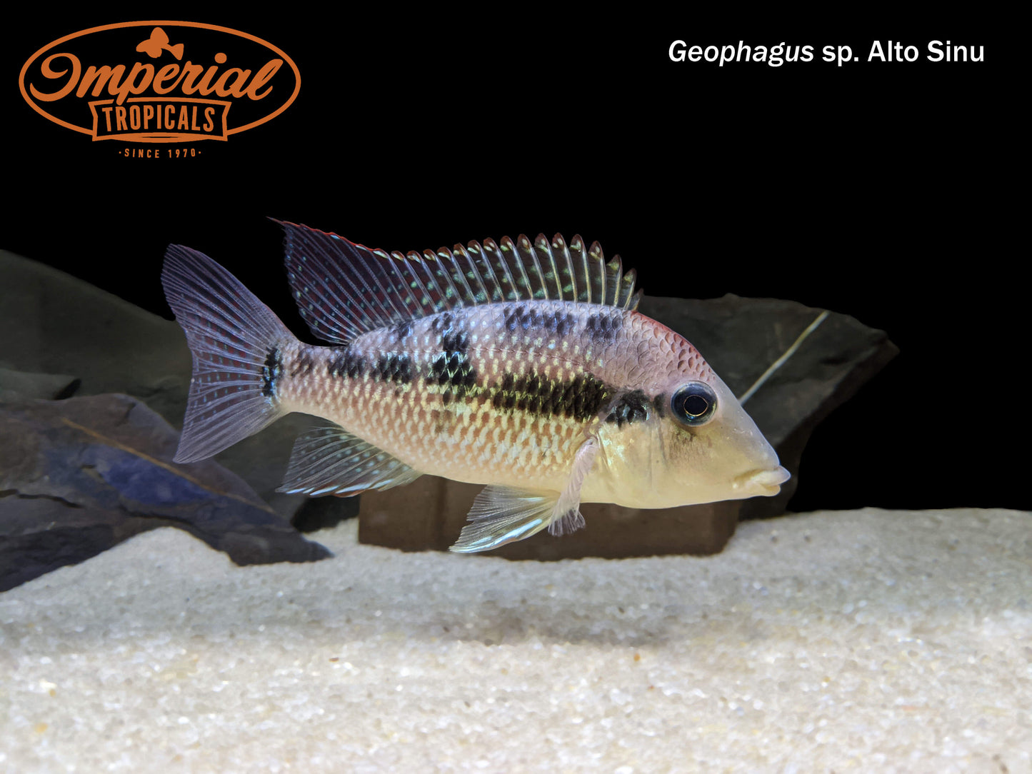 Gold Dust Geophagus