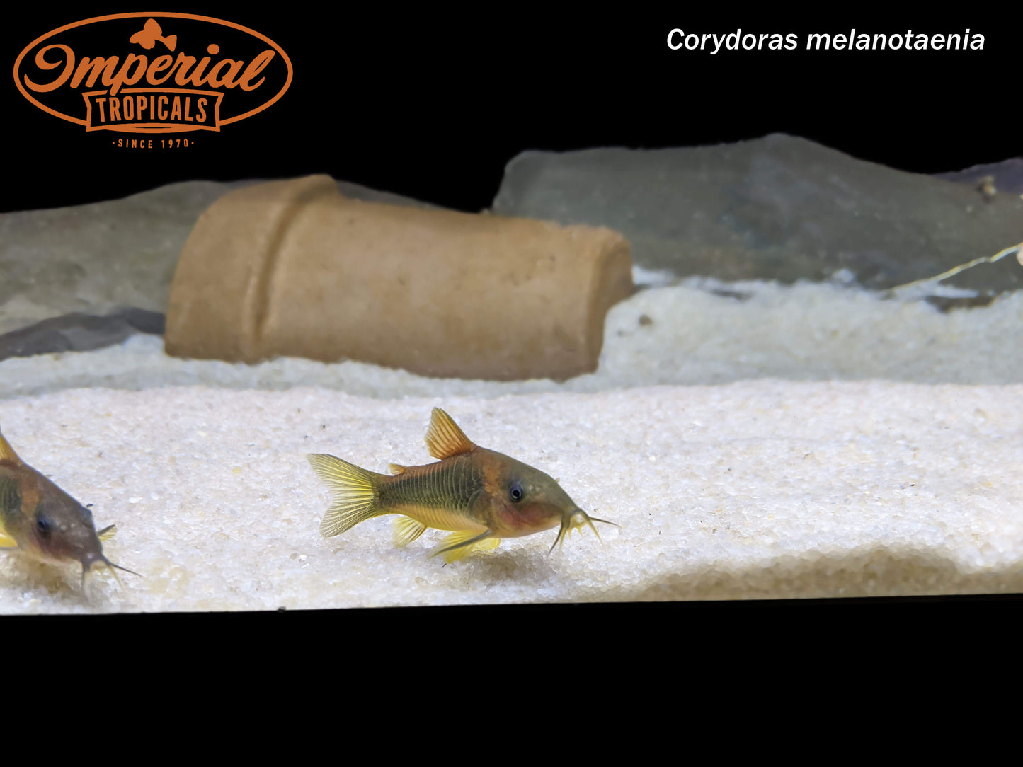Gold Green Osteogaster