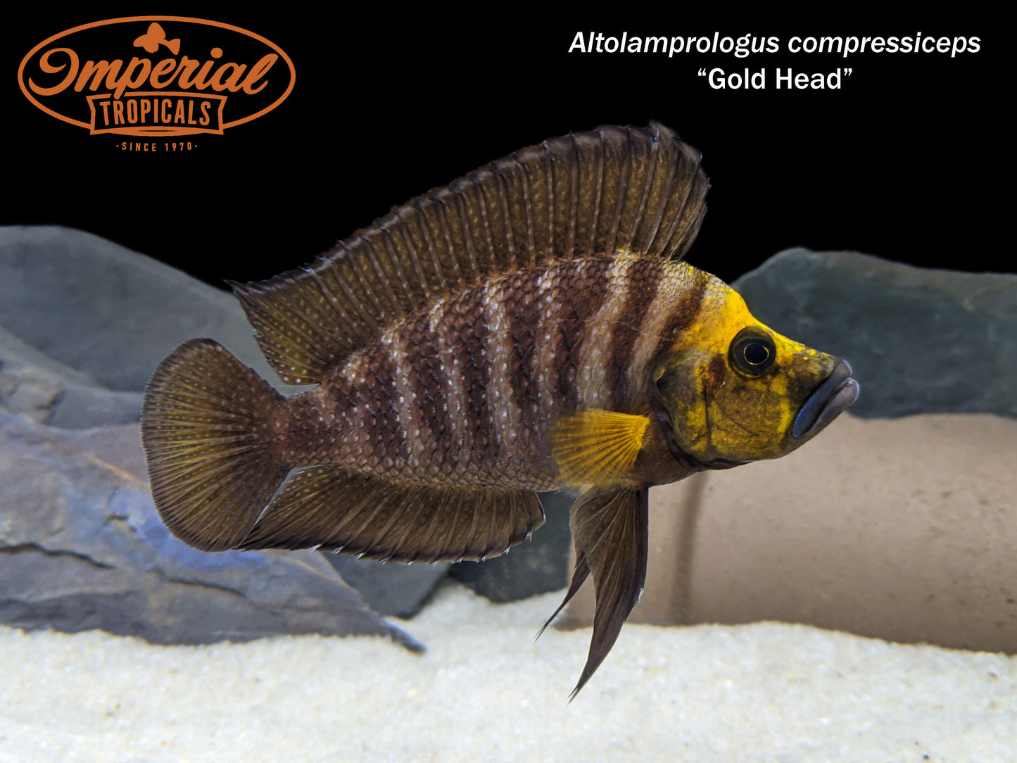 Gold Head Compressiceps