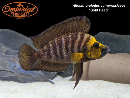 Gold Head Compressiceps