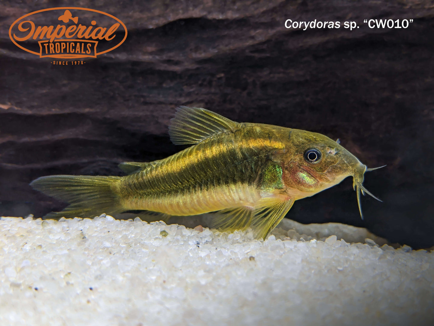 Gold Laser Osteogaster