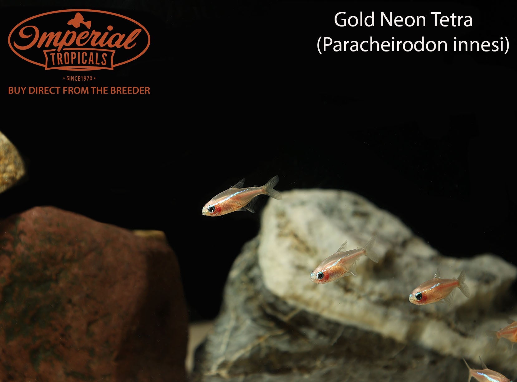 Neon Tetra (Paracheirodon innesi) - shop Imperial Tropicals