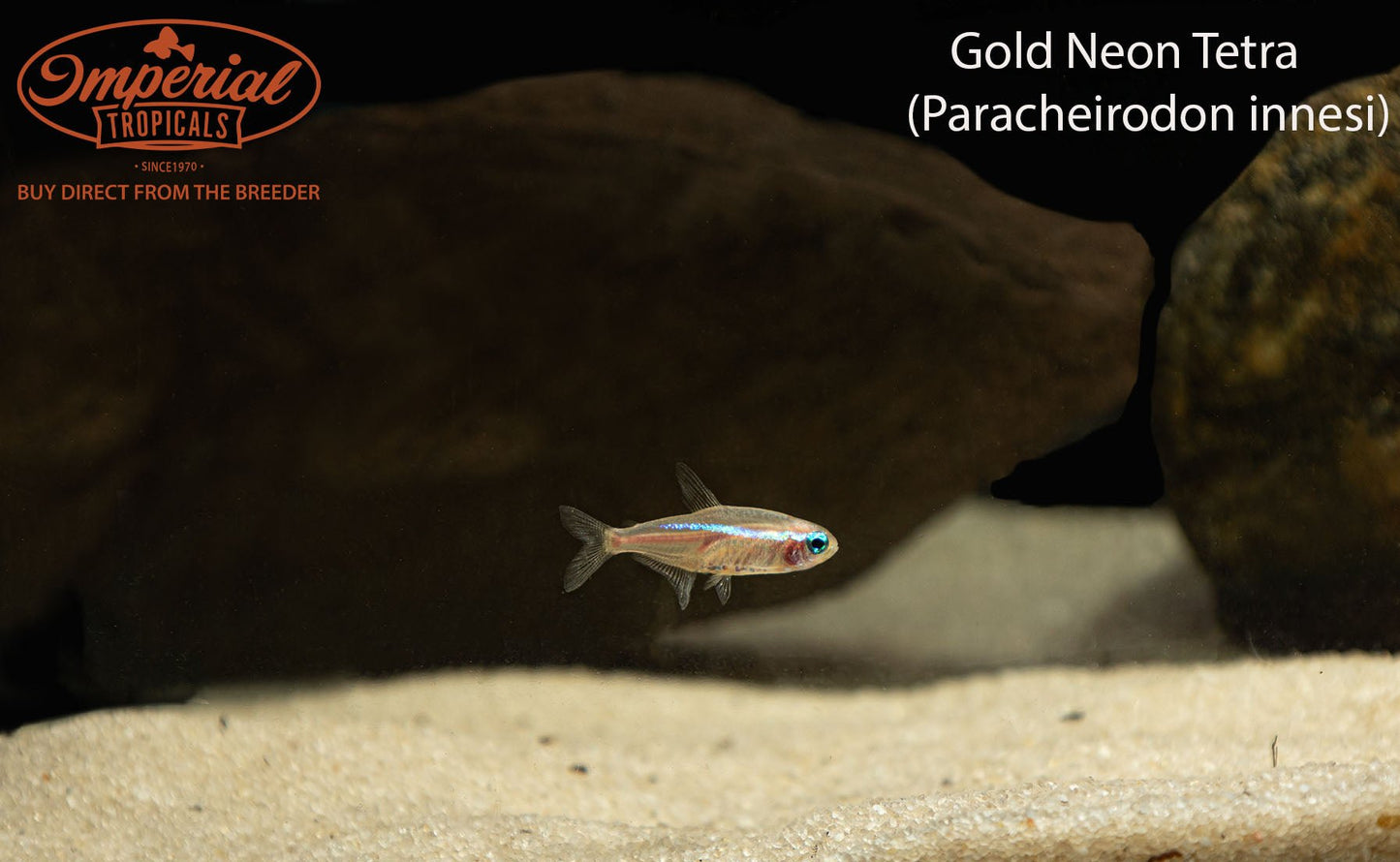 Gold Neon Tetra