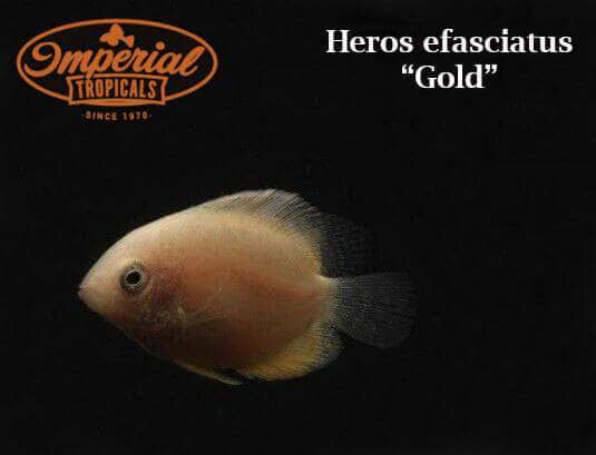 Gold Severum