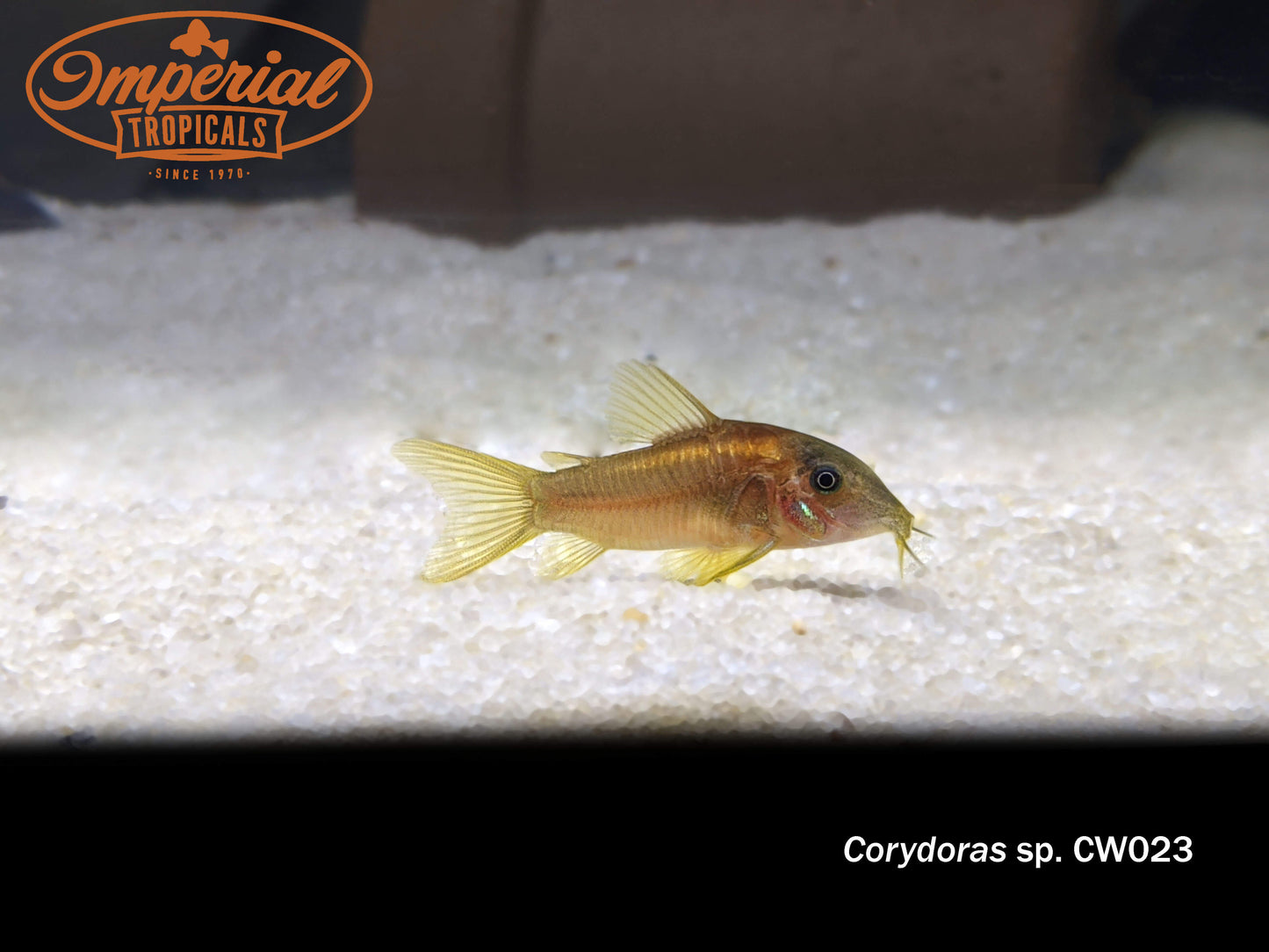 Gold Stripe Osteogaster