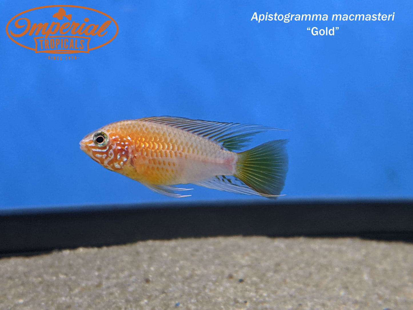 Red Gold Macmasteri