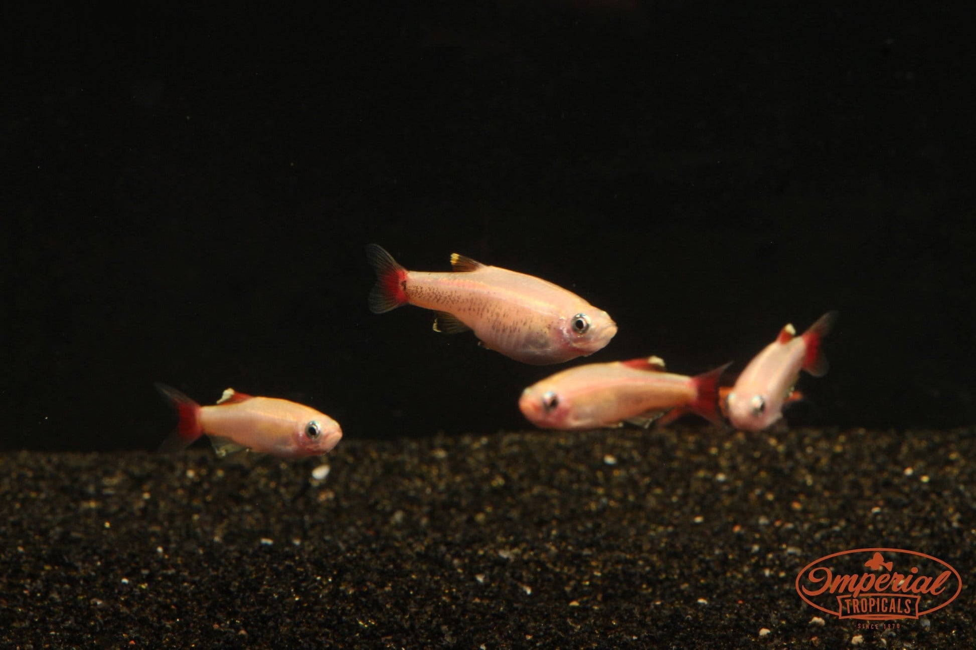 Gold White Cloud Mountain Minnow (Tanichthys albonubes) - Imperial Tropicals