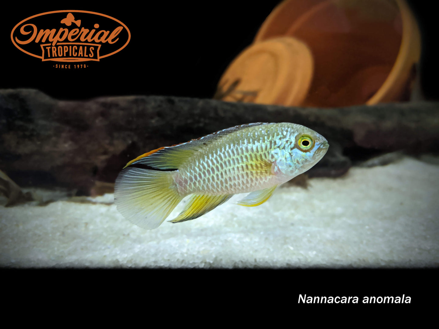 Golden Dwarf Cichlid