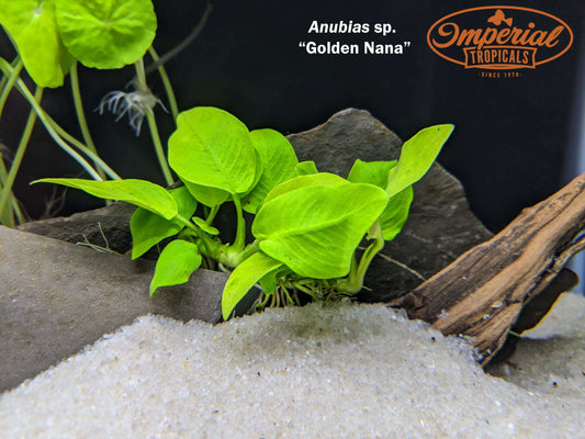 Anubias sp. Nana Golden