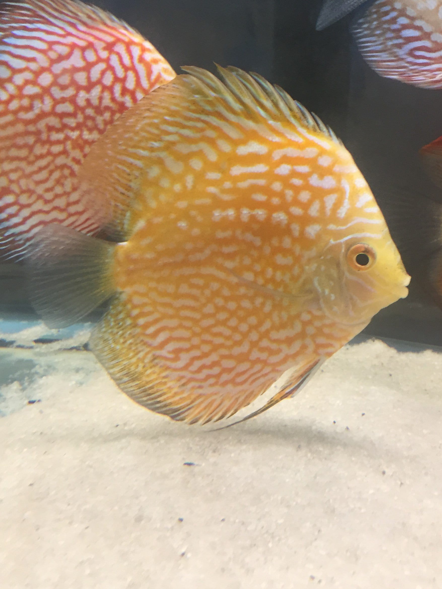Golden Pigeon Discus (Symphysodon aequifasciata) - Imperial Tropicals