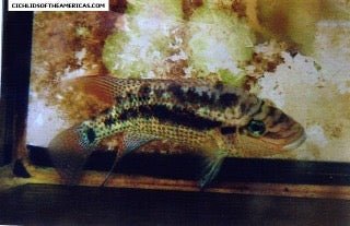Sieve Cichlid