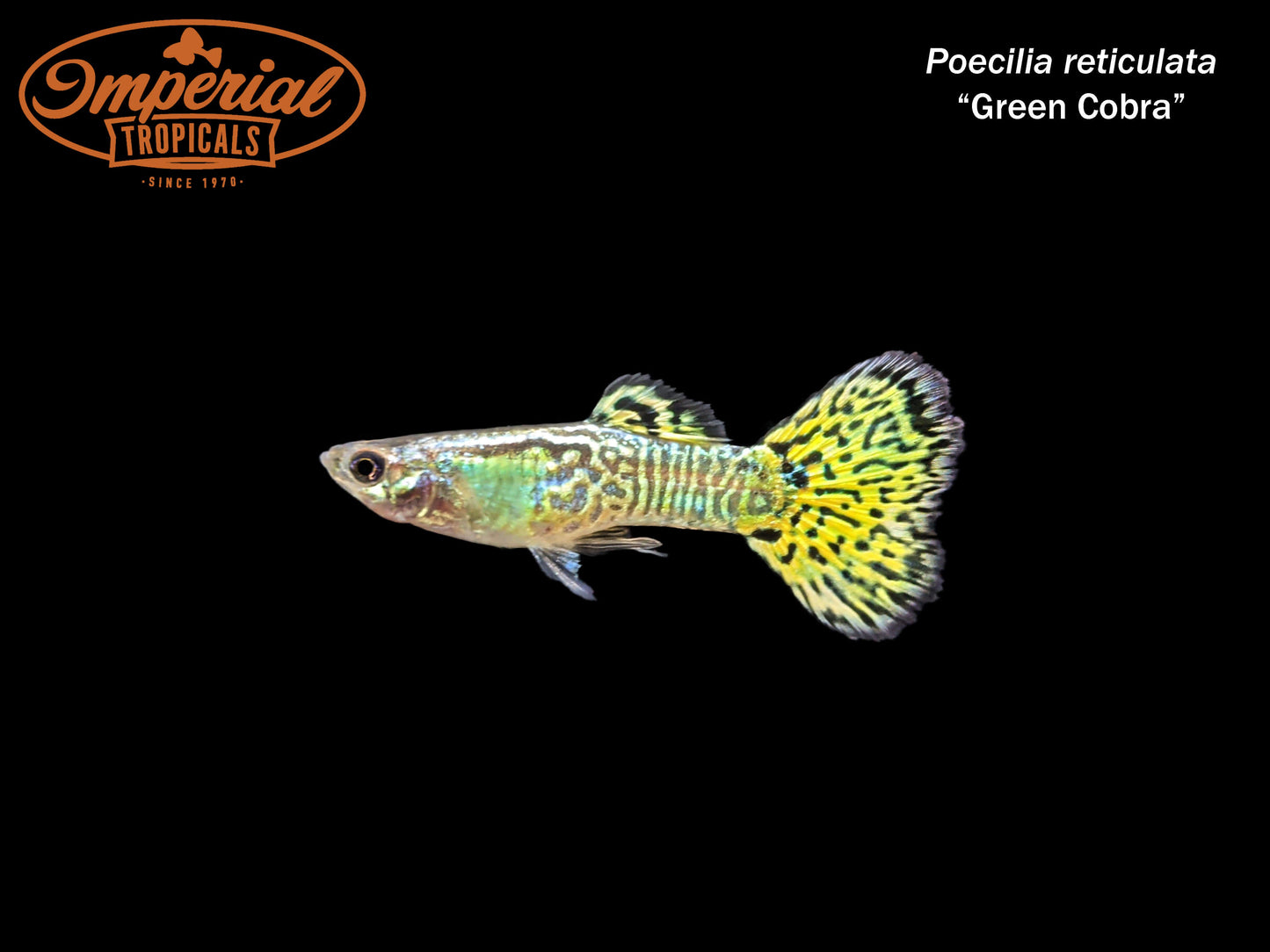 Green Cobra Guppy