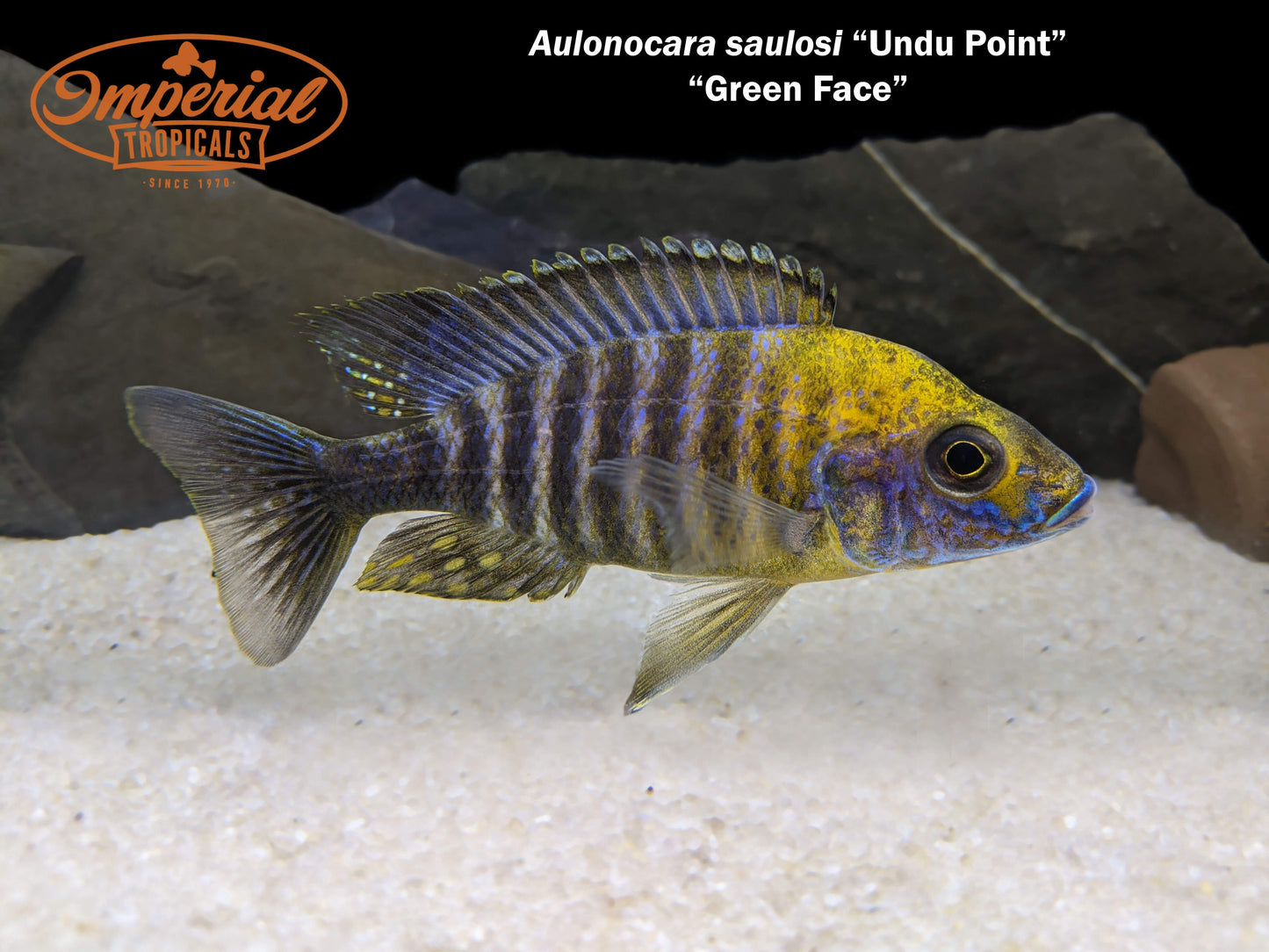 Green Face "Undu Point"