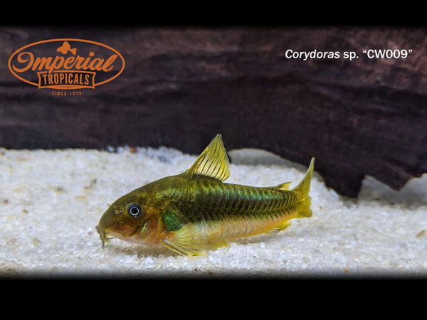 Green Laser Cory (Corydoras sp. CW009) – Imperial Tropicals
