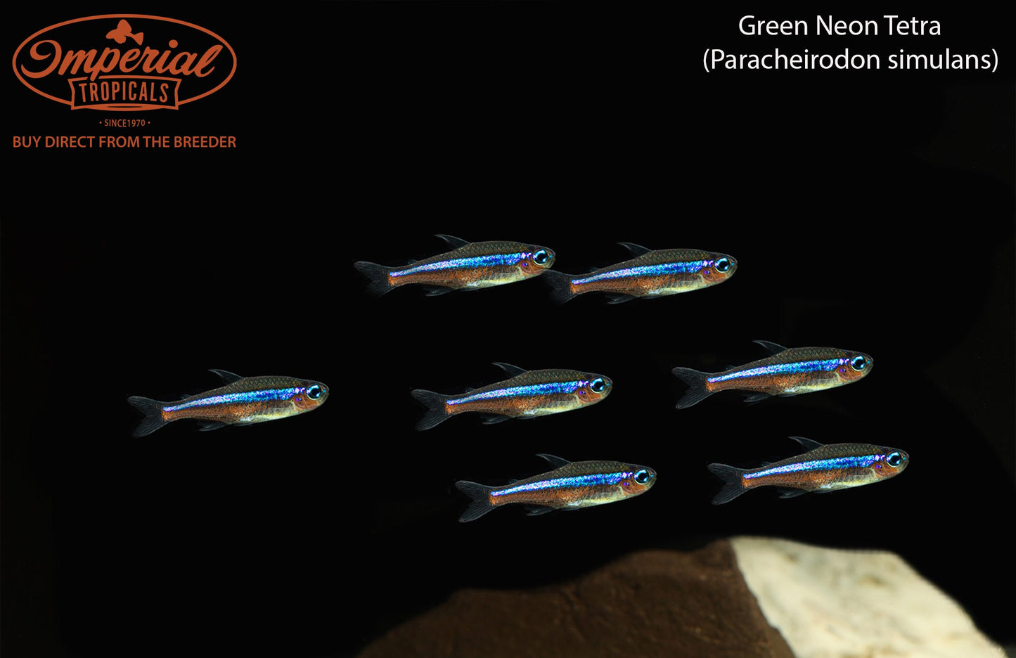 Green Neon Tetra