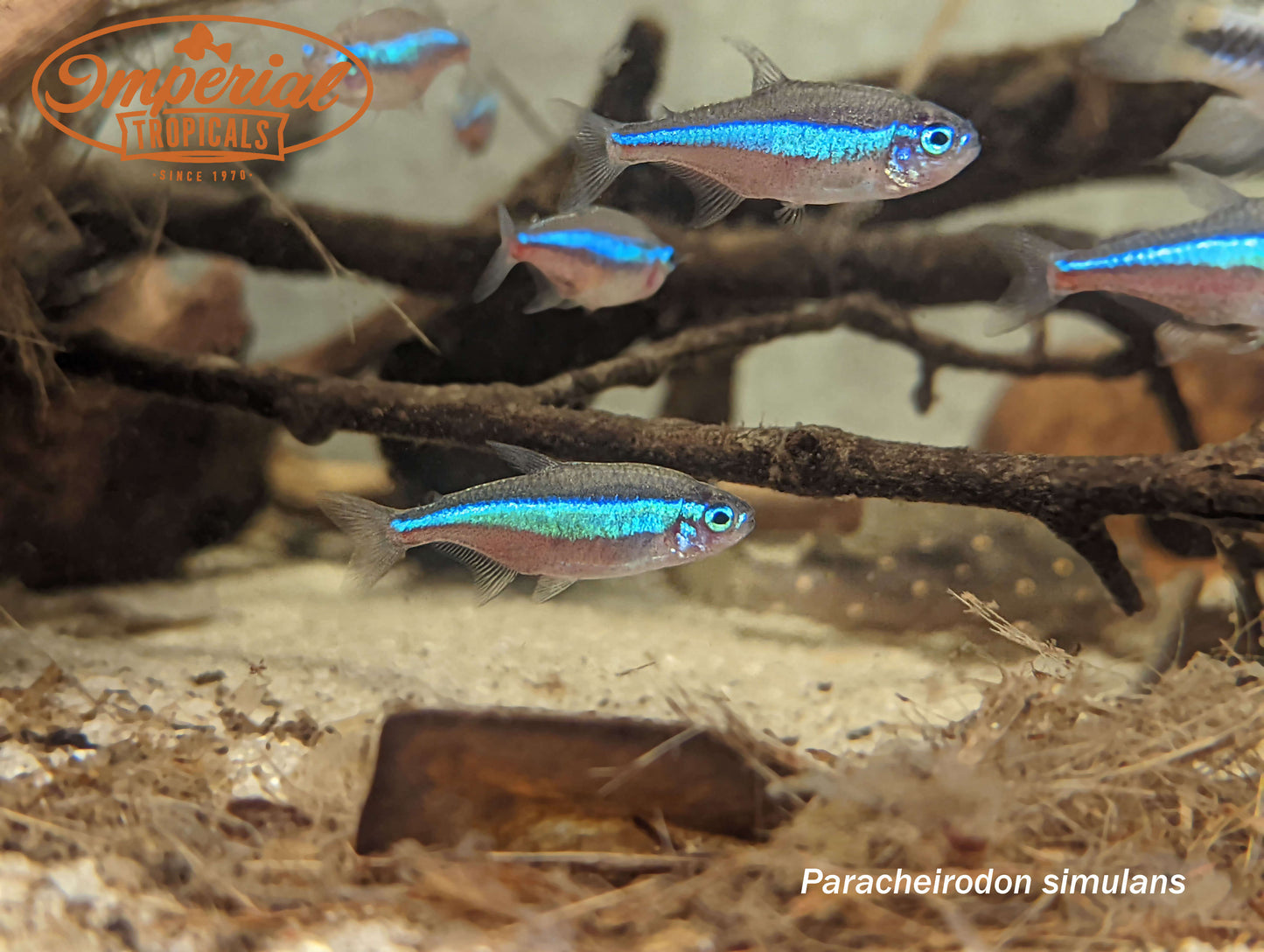 Green Neon Tetra