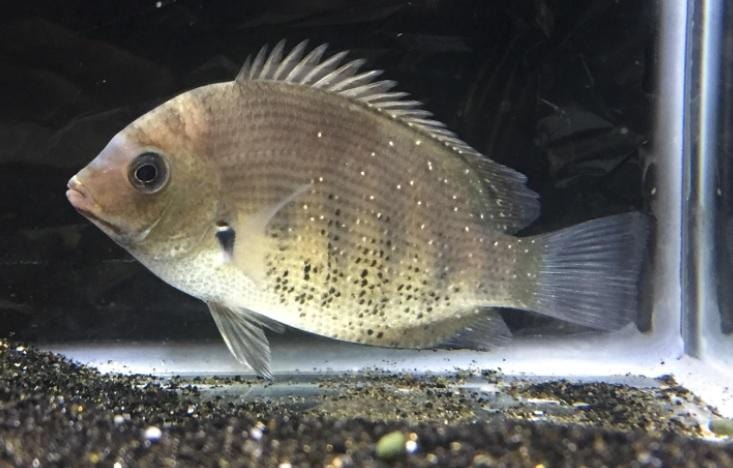 Green Chromide Cichlid (Etroplus suratensis) - Imperial Tropicals