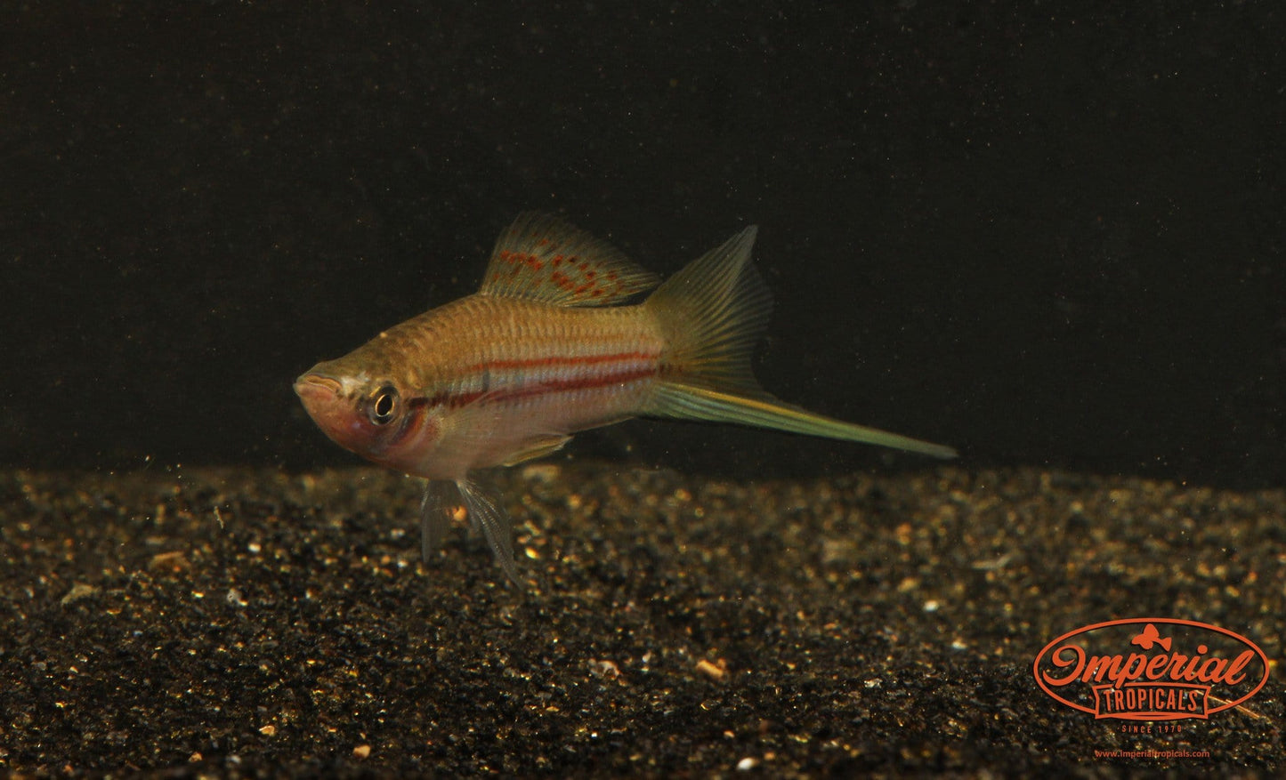 Green Swordtail (Xiphophorus hellerii) - Imperial Tropicals