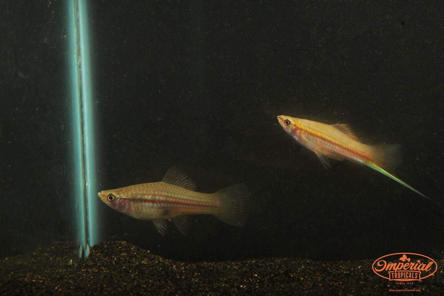 Green Swordtail (Xiphophorus hellerii) - Imperial Tropicals