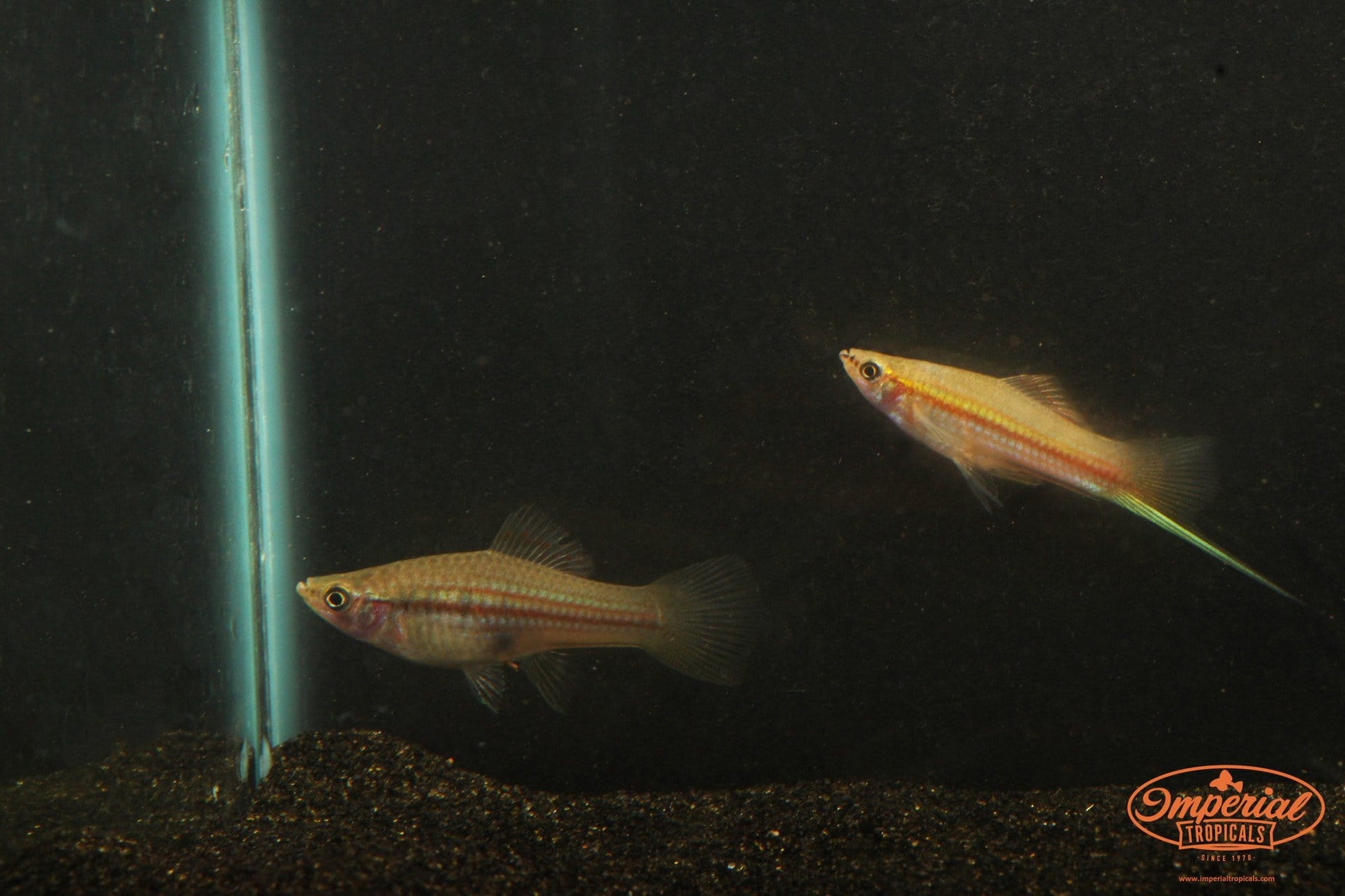Green Swordtail (Xiphophorus hellerii) - Imperial Tropicals