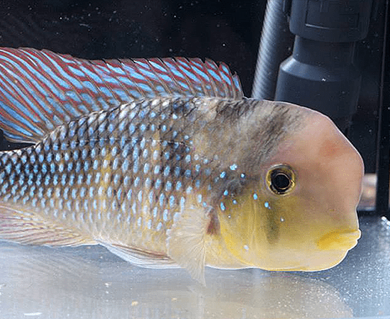Rio Olimar "Gymnogeophagus labiatus" - Imperial Tropicals
