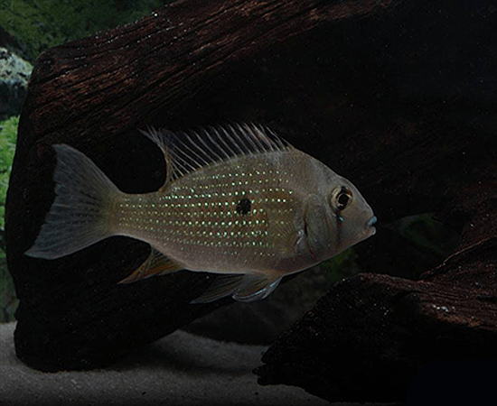 Threadfin Acara (Acarichthys heckelii) - Imperial Tropicals