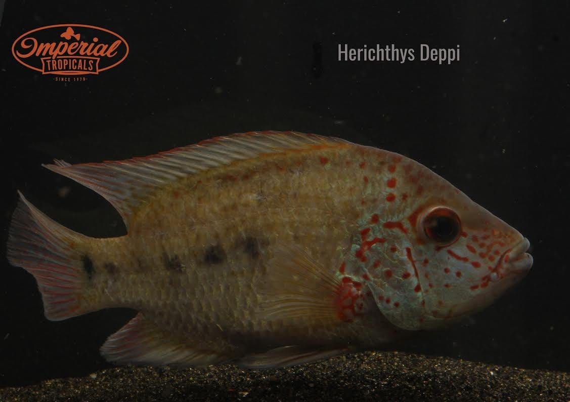(Herichthys deppii) - Imperial Tropicals