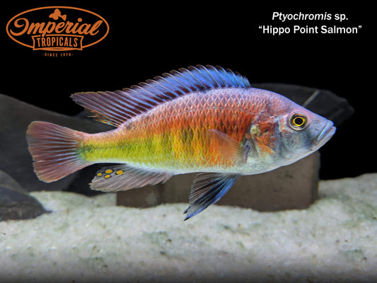 Hippo Point Salmon