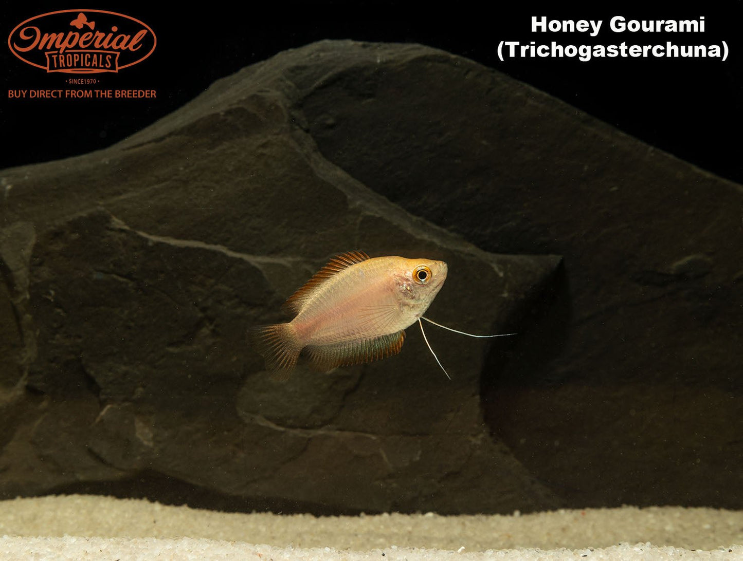 Honey Gourami