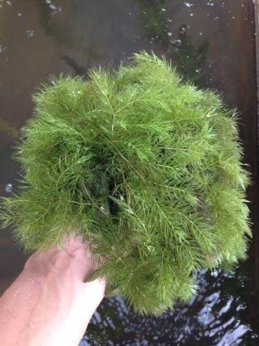 Pond Maintenance Package (Hornwort, Gambusia Mosquitofish, Japanese Trapdoor Snails) - Imperial Tropicals