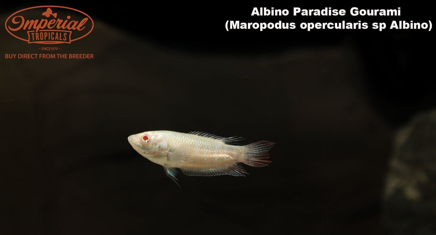 Albino Paradise Gourami