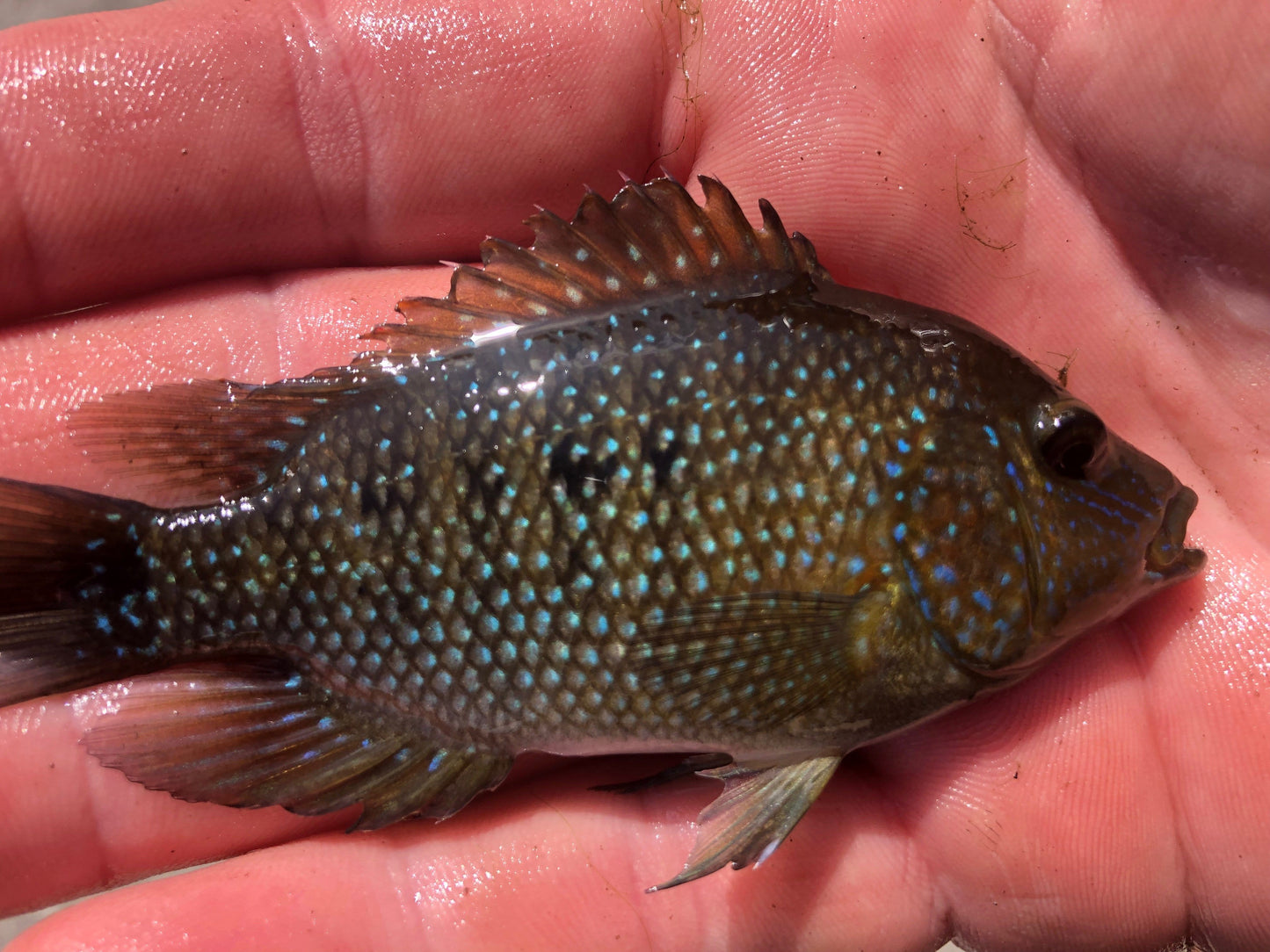 Cuatro Cienegas Cichlid (Herichthys minckleyi) - Imperial Tropicals