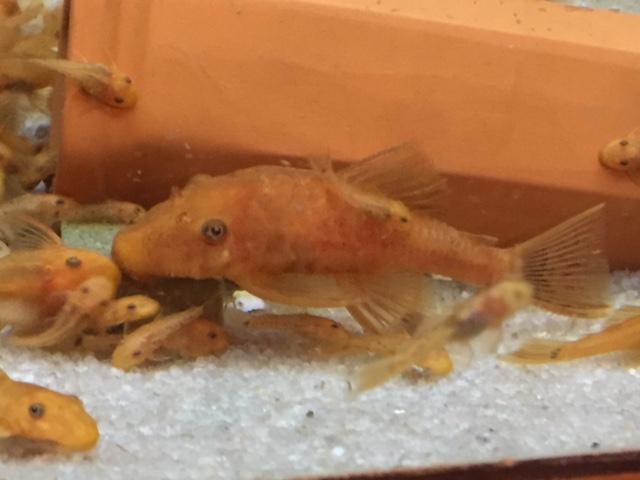 Super Red Bushynose (Ancistrus sp.) - Imperial Tropicals