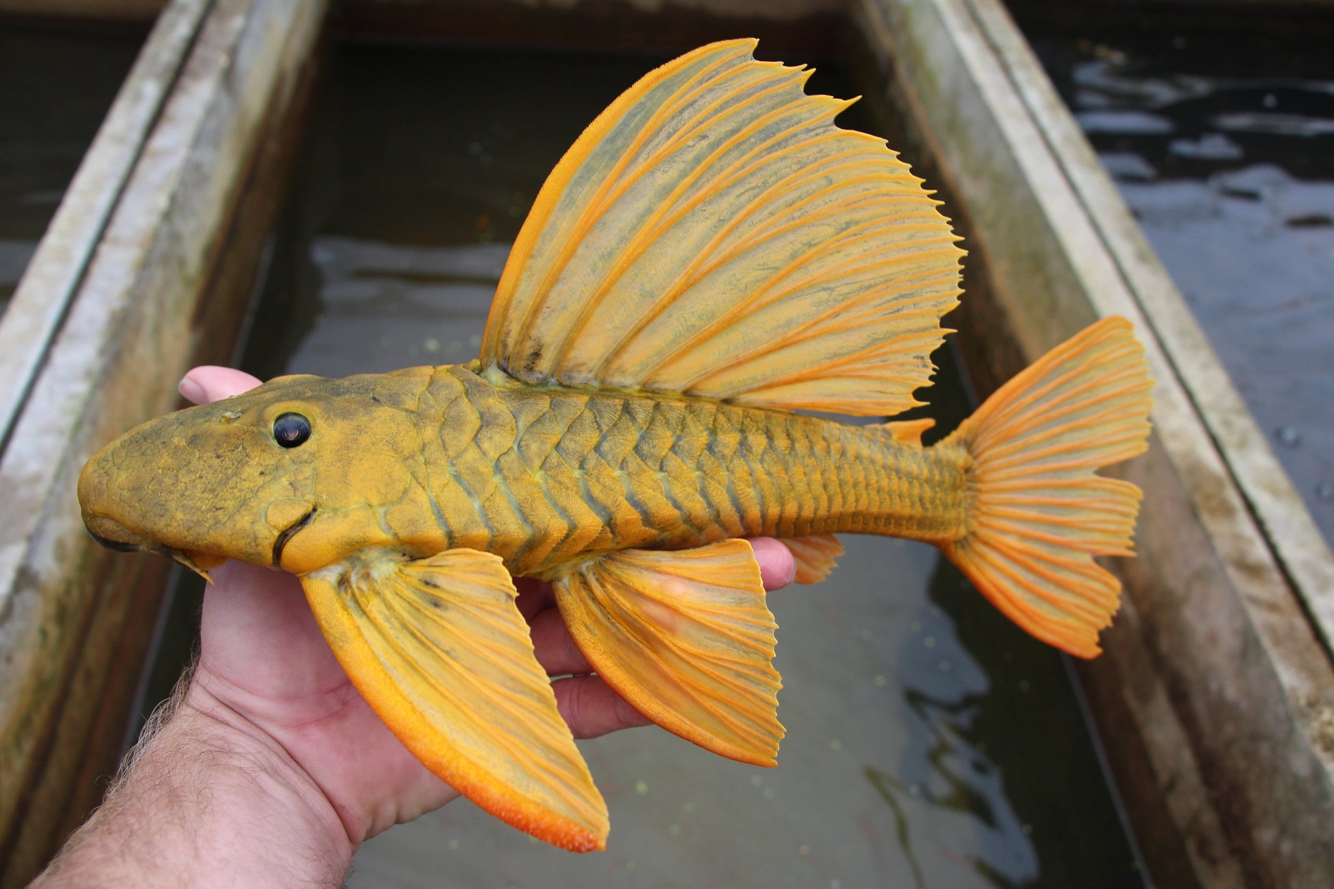 (Wild) Hypostomus Luteus (Phase 3) - Imperial Tropicals