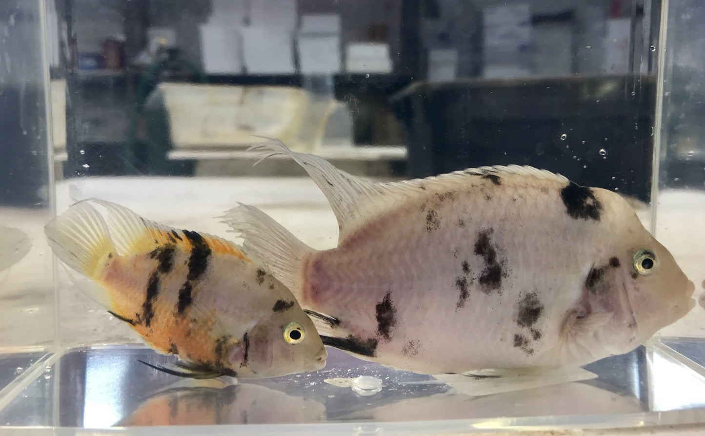 Marble Convict Cichlid (Amatitlania nigrofasciata) - Imperial Tropicals