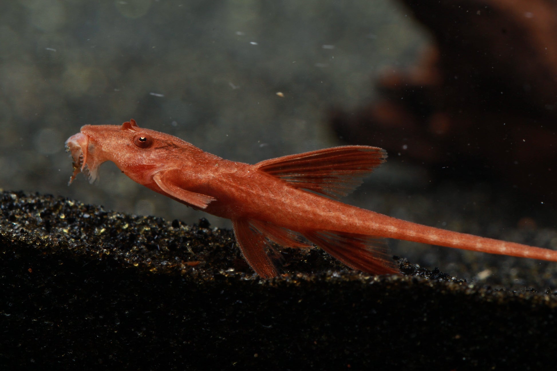 L010a Red Lizard Whiptail Catfish (Rineloricaria sp.) - Imperial Tropicals