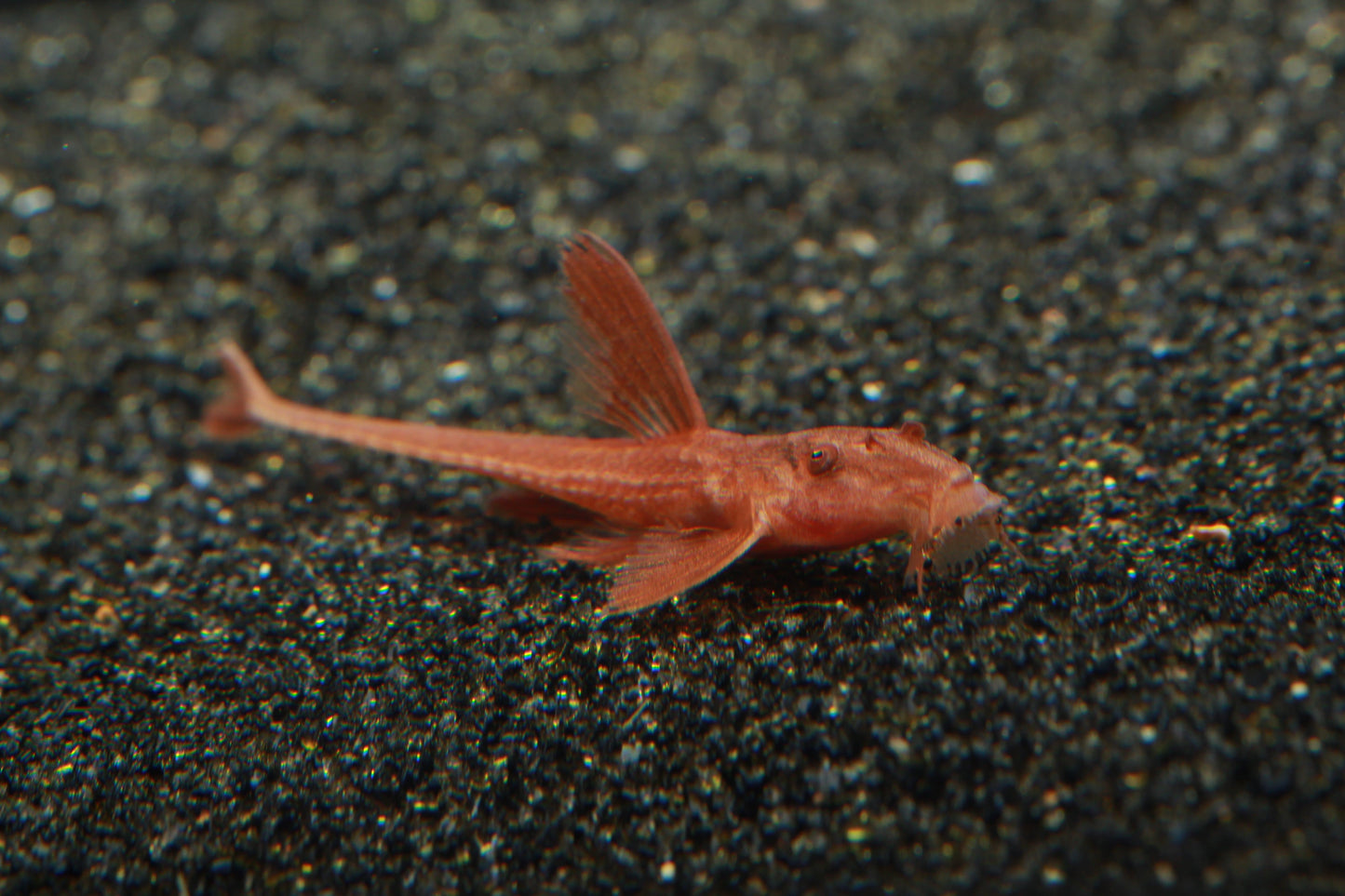 L010a Red Lizard Whiptail Catfish (Rineloricaria sp.) - Imperial Tropicals