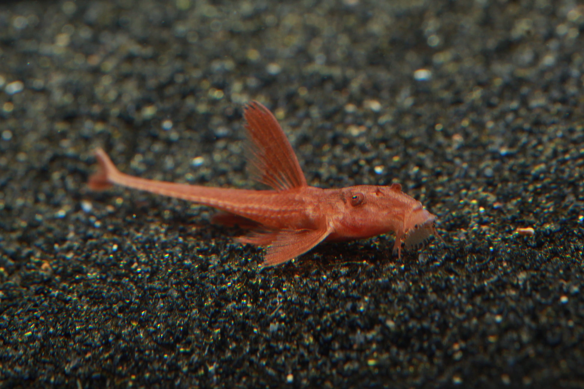 L010a Red Lizard Whiptail Catfish (Rineloricaria sp.) - Imperial Tropicals