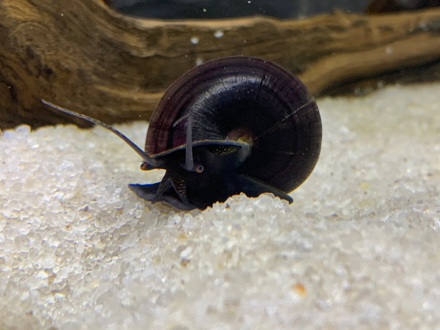 Mystery Snail Combo Pack