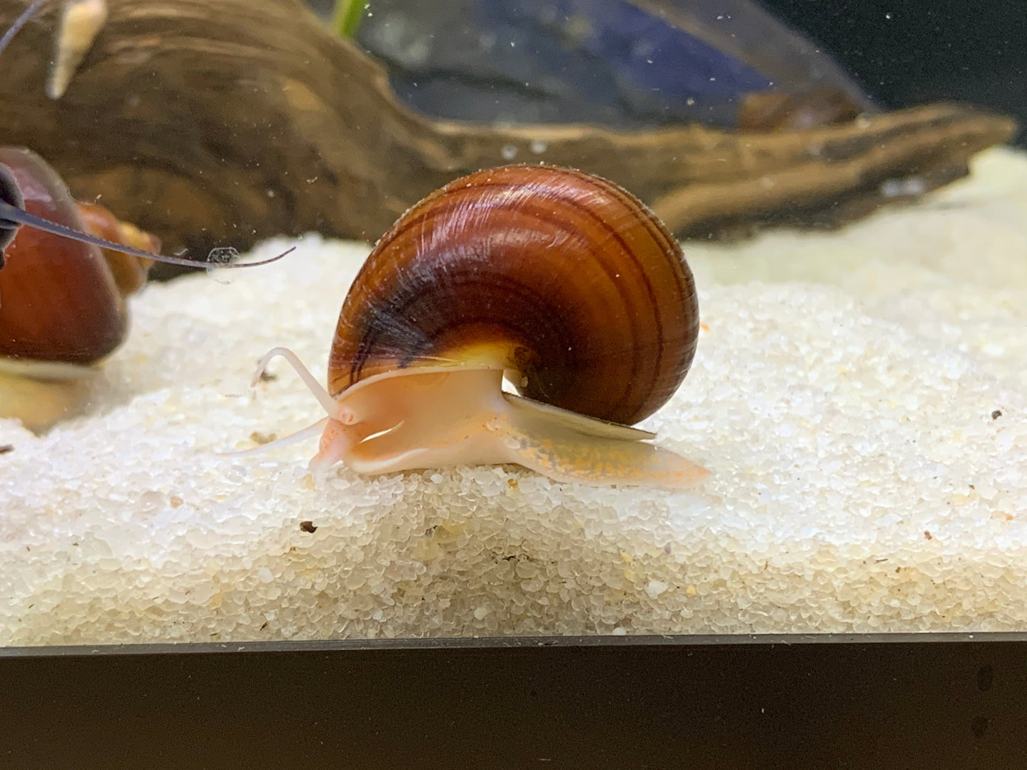 Albino Mystery Snail