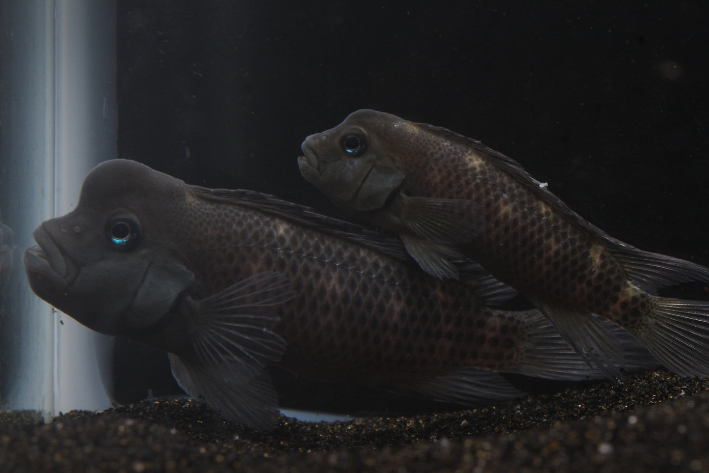 Buffalo Head Cichlid (Steatocranus casuarius) - Imperial Tropicals