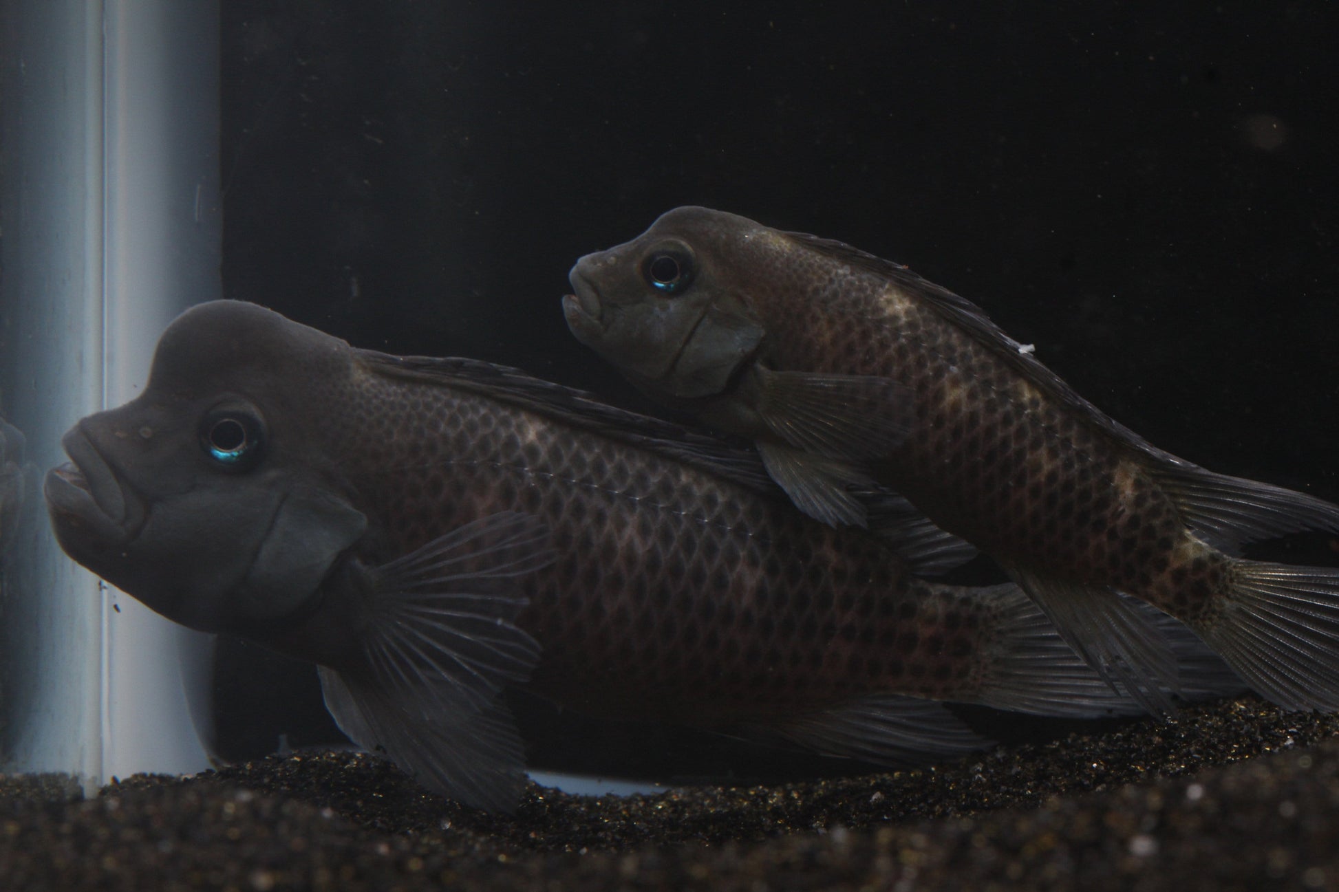 Buffalo Head Cichlid (Steatocranus casuarius) - Imperial Tropicals