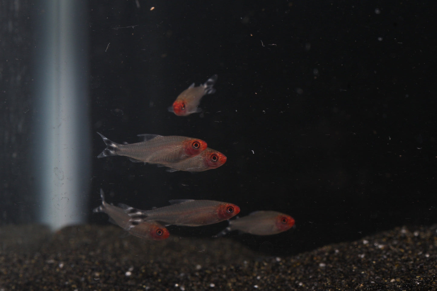 Rummynose Tetra (Hemigrammus rhodostomus) - Imperial Tropicals