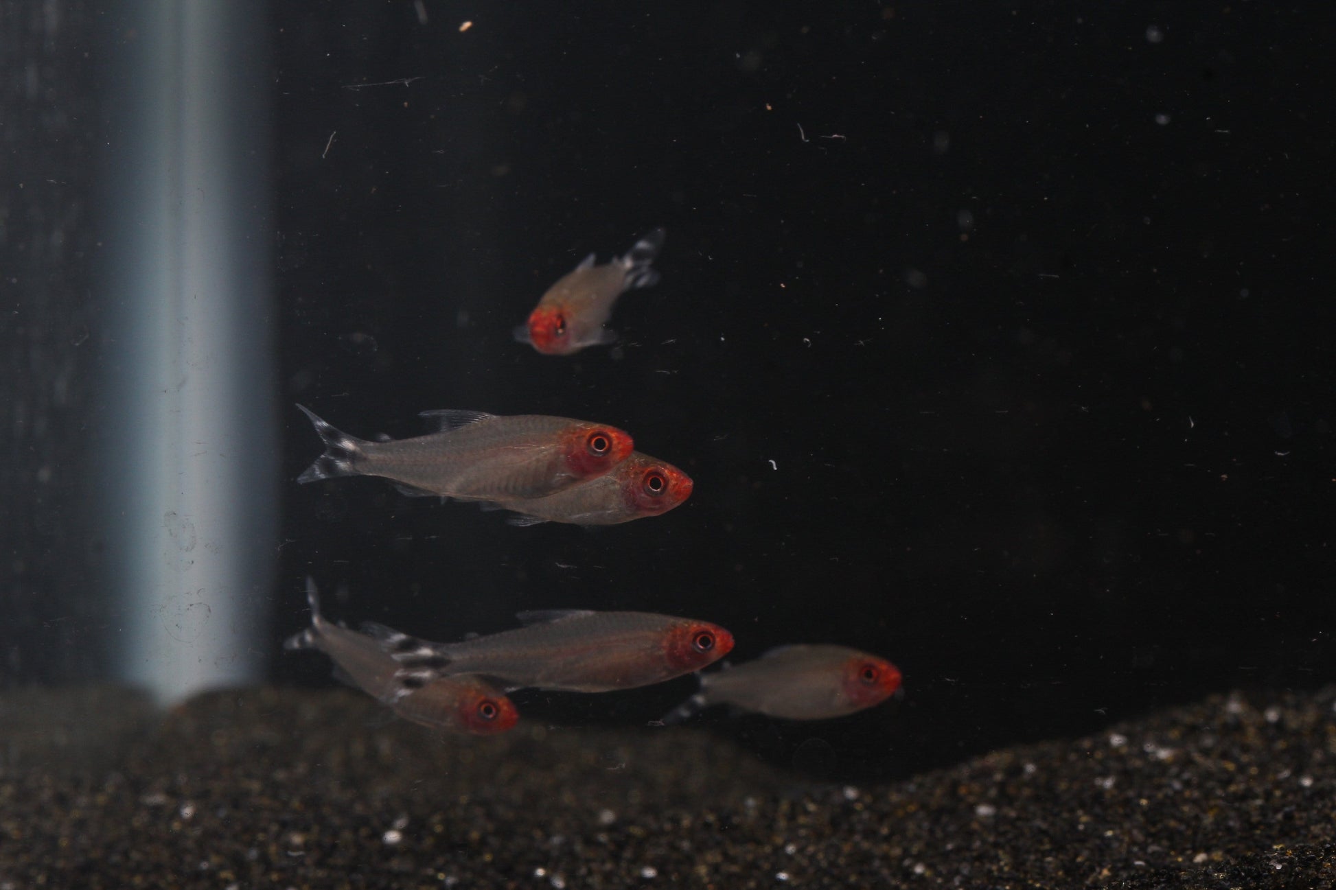 Rummynose Tetra (Hemigrammus rhodostomus) - Imperial Tropicals