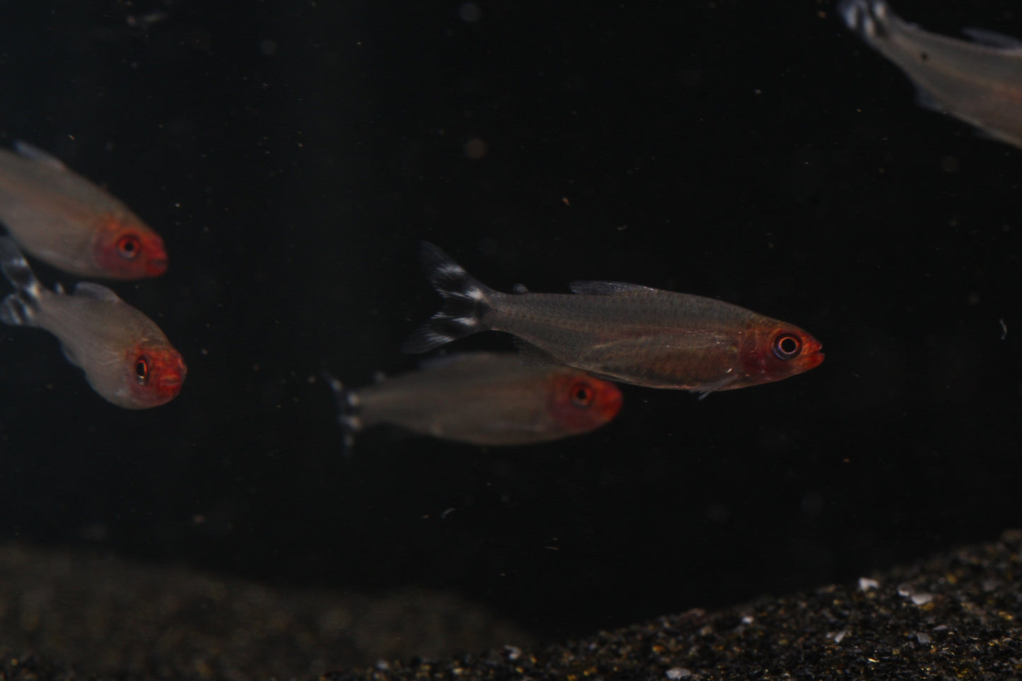 Rummynose Tetra (Hemigrammus rhodostomus) - Imperial Tropicals