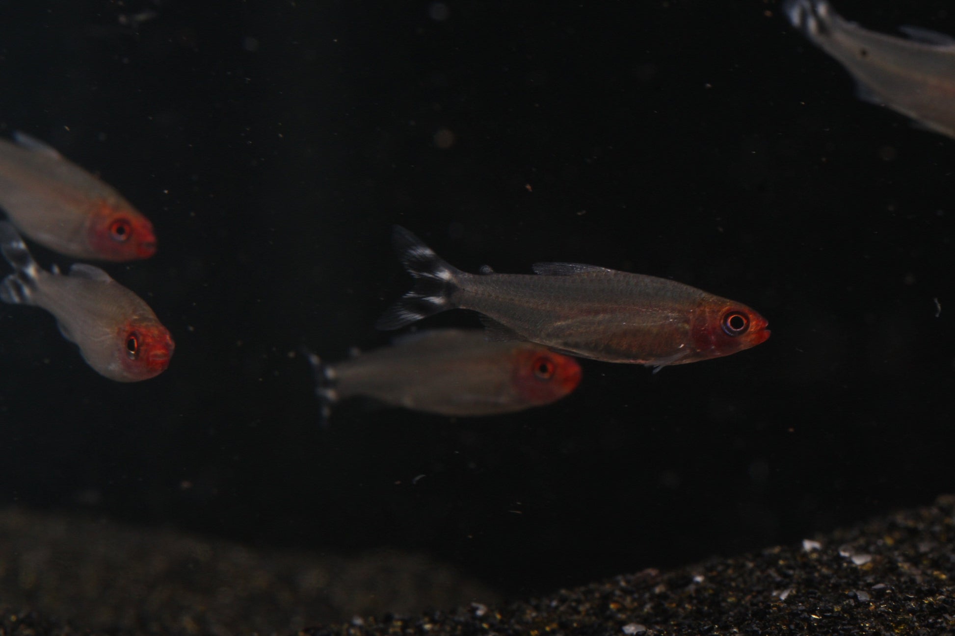 Rummynose Tetra (Hemigrammus rhodostomus) - Imperial Tropicals