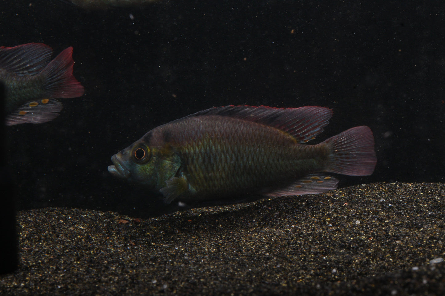 Yellow Belly Hap (Astatotilapia aeneocolor) - Imperial Tropicals