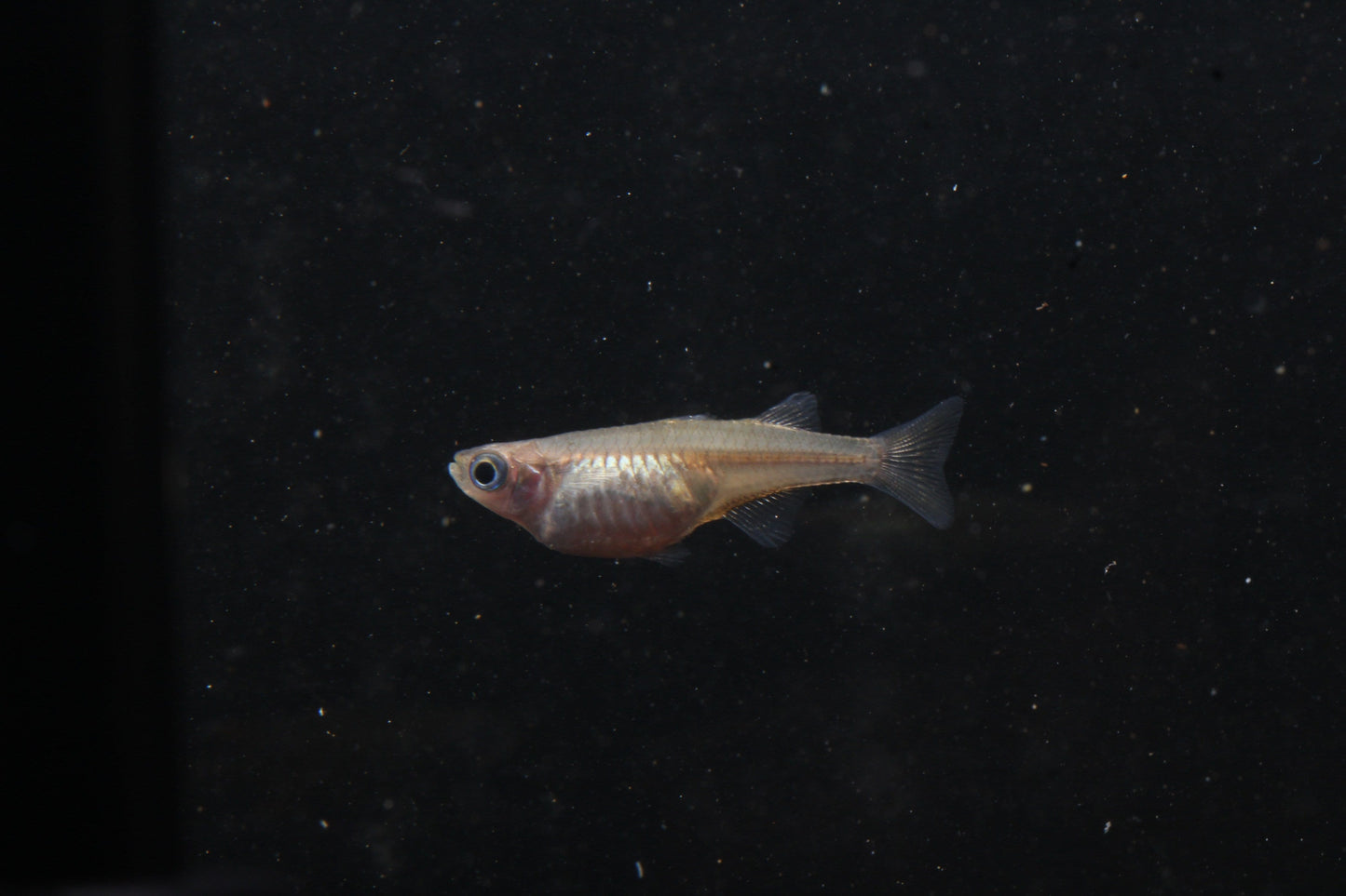 Signifer Blue-Eye (Pseudomugil signifer) - Imperial Tropicals