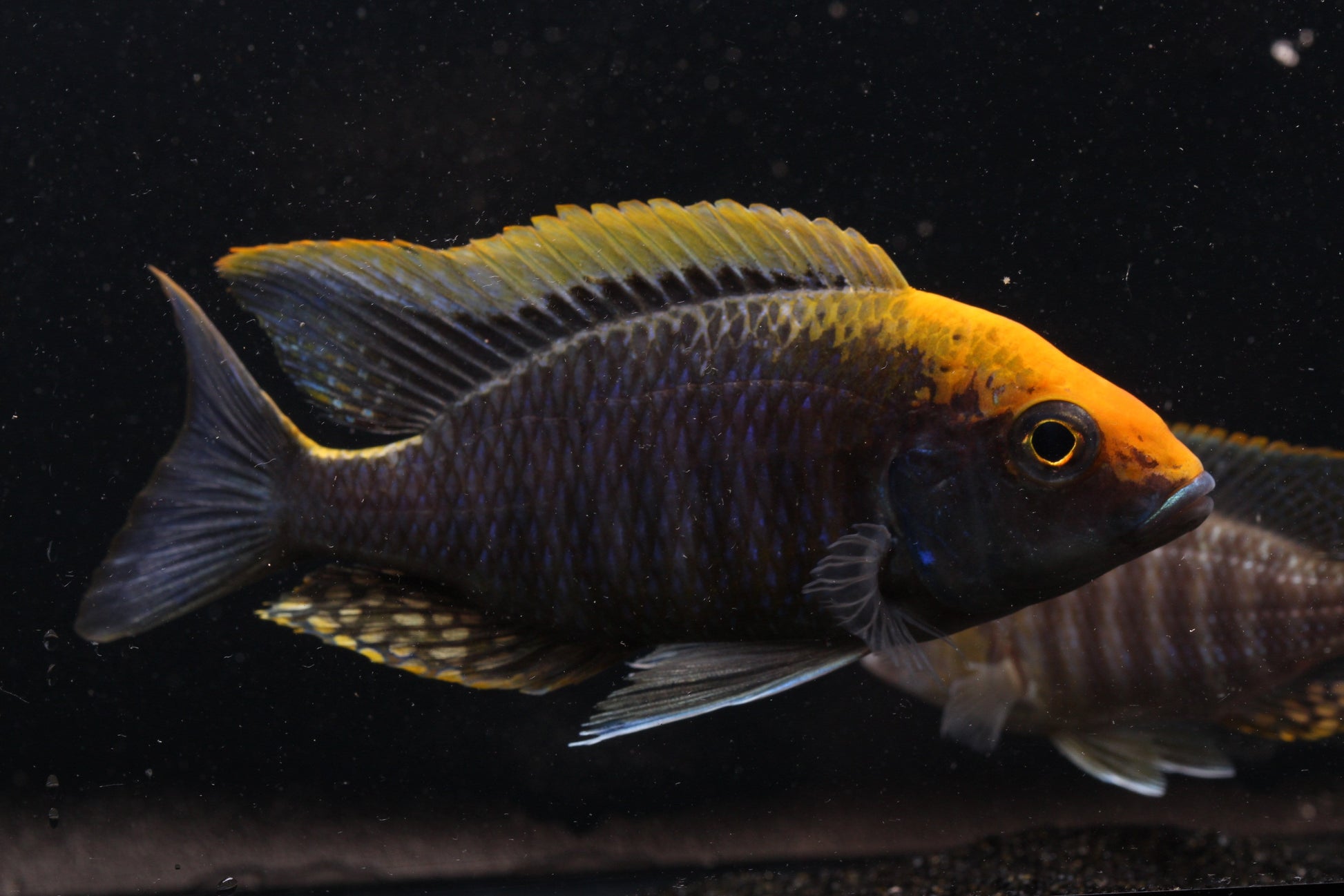 Sulfur Head Peacock (Aulonocara maylandi) - Imperial Tropicals