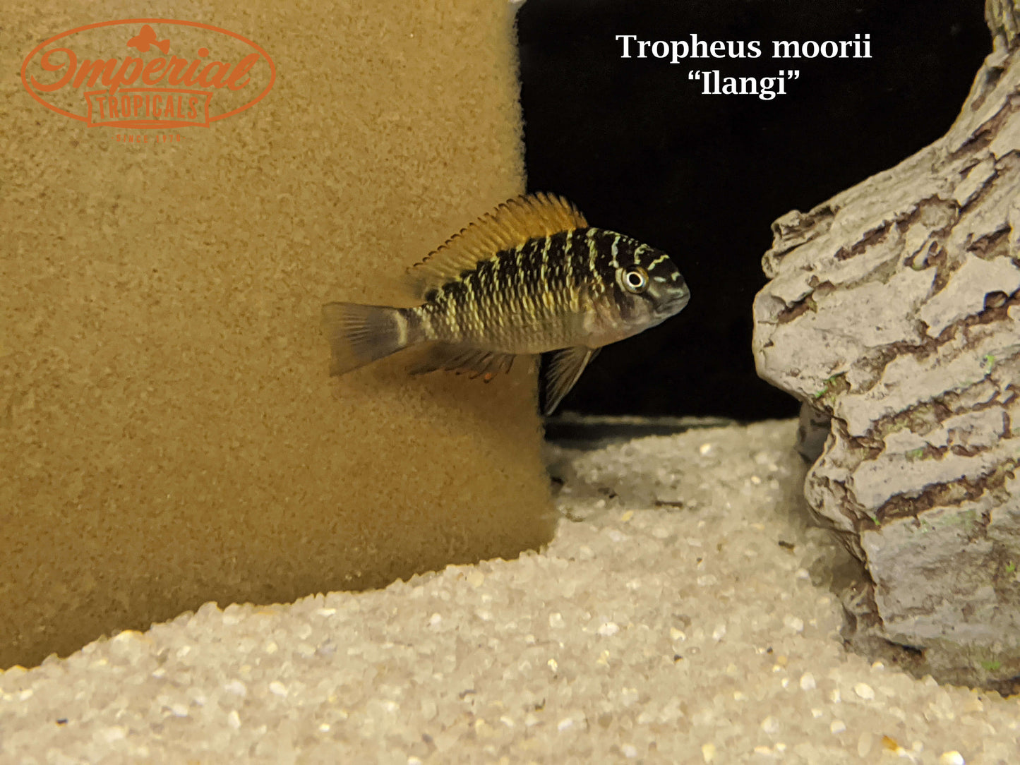 Tropheus moorii "Ilangi"
